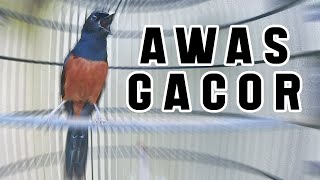 Download lagu BURUNG MURAI BATU NIAS GACOR MENAIKKAN EMOSI DAN MENTAL FIGHTER | Pancingan murai batu terbaik mp3