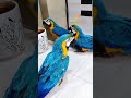 Talking Macaw Macaws Talkingbirds Shaikhtanveer