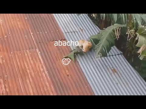 gatos panas 🐱🐈🤝(Why Can't We Be Friends)♥❤