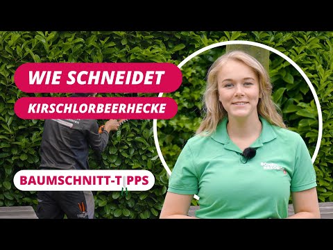 Wie schneidet man einen Kirschlorbeerhecke? | BaumSchnitt-Tipps #17