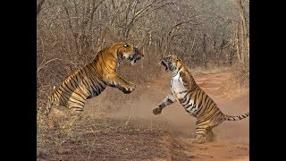 Female Sumatran Tiger Asim, Killed By Prospective Mate At London Zoo |
