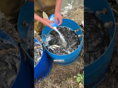 Kenapa Bibit Ikan Harus Direndam Air Garam Sebelum Ditebar ⁉️