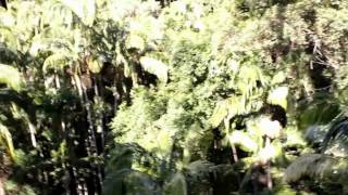 preview picture of video 'Mt Tamborine Rainforest Skywalk @ Gold Coast, Australia'