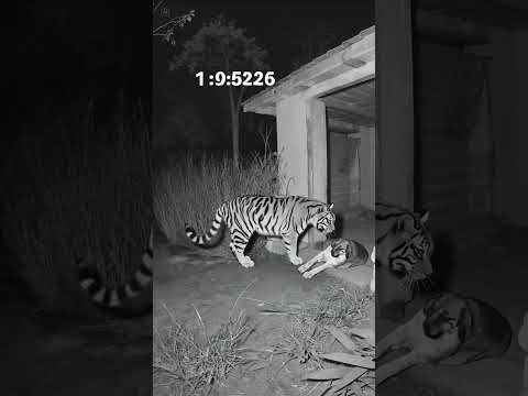 🐅🐕 Tiger Attacks House Dog! #cctv #viral #ai