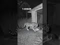 Tiger Attacks House Dog Cctv Viral Ai