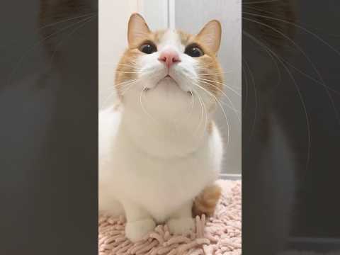 Kitty meowing to attract cats