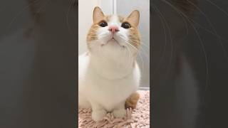 Download lagu Kitty meowing to attract cats mp3