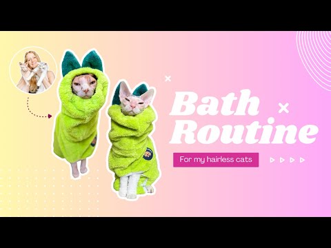 Sphynx Bath Routine!