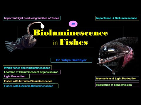39 Bioluminescence in Fishes
