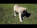 English Mastiff puppy for sale