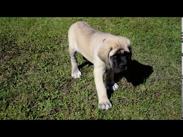 English Mastiff puppy for sale