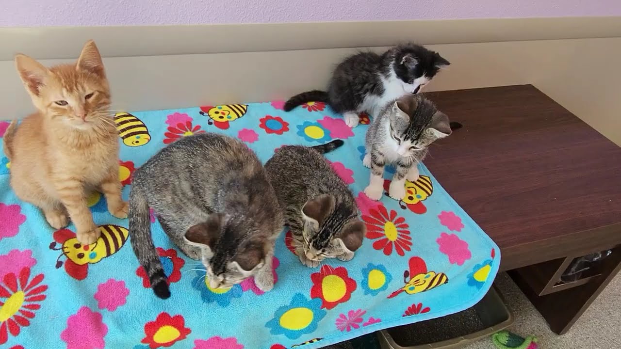 Skip, a Adoptable Tabby in Marshfield, WI video 5/5
