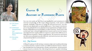 Class11 Ch6 Anatomy of Flowering Plants NCERT Biology(Reading Only)| BiologyClass11AudioBooks|NCERT
