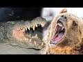 Alligator Vs Grizzly Bear - Who Would Win?