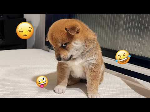 When Your Dog Turns Into a Comedian 😁 Funniest Dogs Video 2026 #5