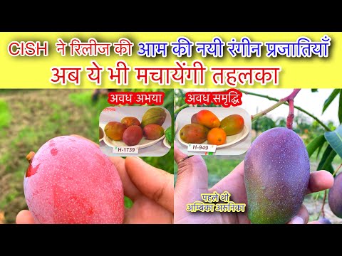 How to make colourful hybrid mango? Awadh Abhaya and Awadh Samriddhi Coloured Mango from CISH