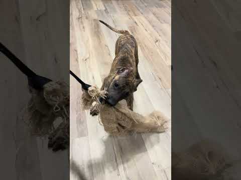 La Fundación K-9 Presa Canario Kennels #presacanario #dog #fight  #animal #pitbull #viralvideo