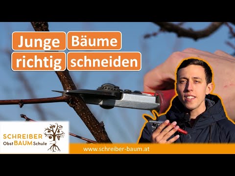 Schnitt junger Obstbäume - Obstbaumschnitt Tipps für alle Obstarten