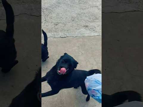 DE COMPRAS CON LOS MICHIS #perros #compras #raza #pilar #buenosaires #barrio #paz