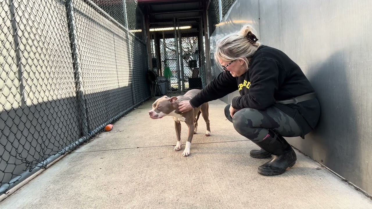 Enlarge Milkshake, a ADOPTABLE Pit Bull Terrier in Chicago, IL video 5/5