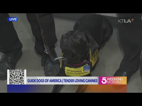 12 guide dogs graduate from Los Angeles school, will help support people with disabilities 