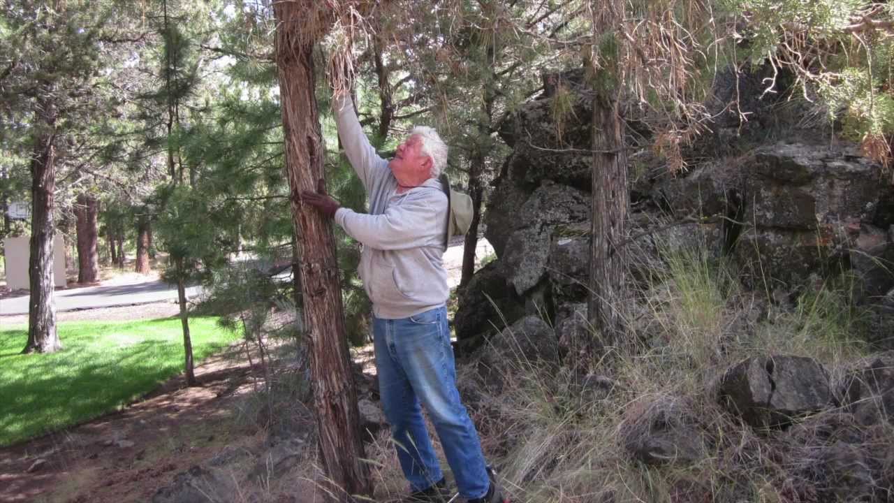 FireWise Community in Bend