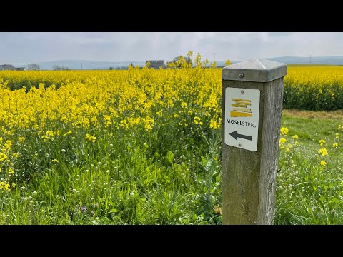 Wandelen langs de Moezel - Moselsteig etappe 19b - Klotten-Treis Karden