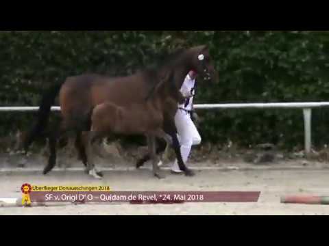 KN 8: SF v  Origi D‘ O – Quidam de Revel