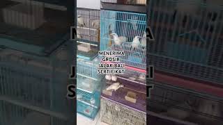Download lagu Grosir dan eceran jalak Bali #burung #jalak #kicau #birds #hewan #kicaumania #video #fyp #viralvideo mp3 Download lagu Grosir dan eceran jalak Bali #burung #jalak #kicau #birds #hewan #kicaumania #video #fyp #viralvideo mp3