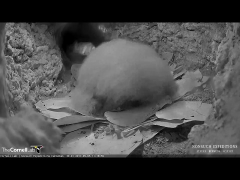 Nest Check on Bermuda Cahow Chick – May 5, 2017