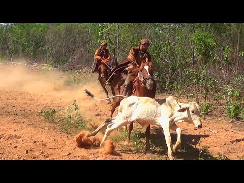 PEGA DE BOI NO MATO ( Parque Mãe Ana B)