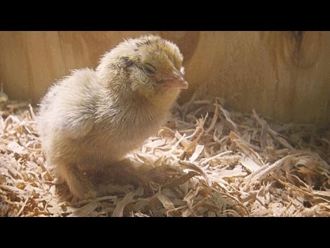 The Surprising Reason Birds First Grew Feathers - YouTube