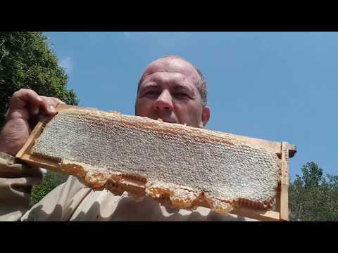 качаю первый весенний мёд 2018