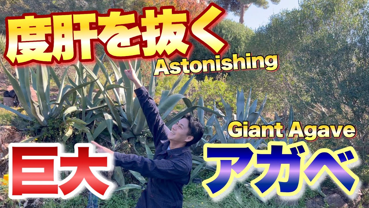 【フランスで発見！】花を咲かせた巨大アガベ【育て方】