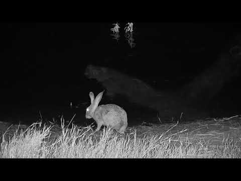 Djuma: Scrub Hare drinking from the pan - 19:20 - 06/30/19