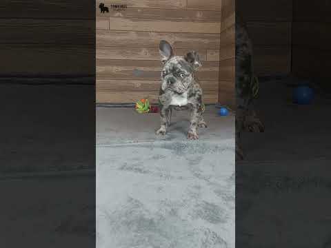 Video 5