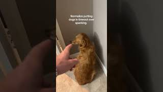 Dog time out #funny #dog