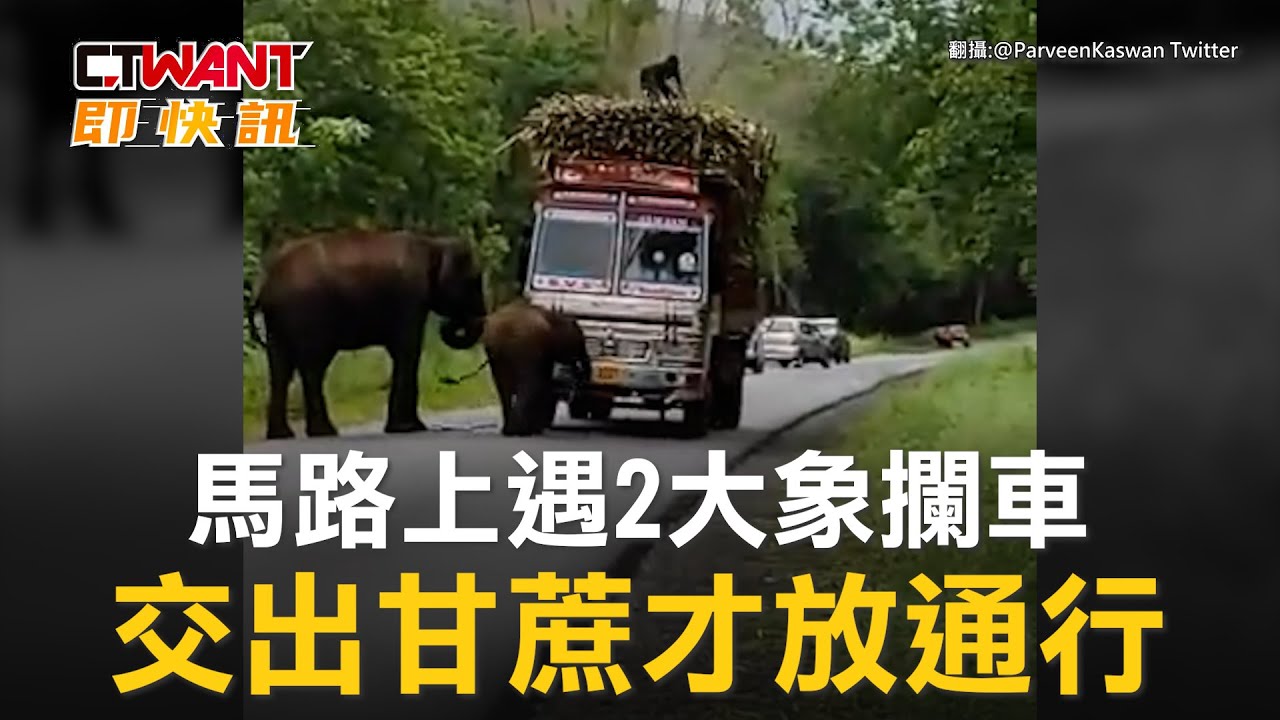 圖說-馬路上遇2大象攔車　交出甘蔗才放通行