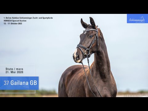 Schlamminger-Auktion Lot 37 Gailana GB Stute v. Goldberg - Riccione