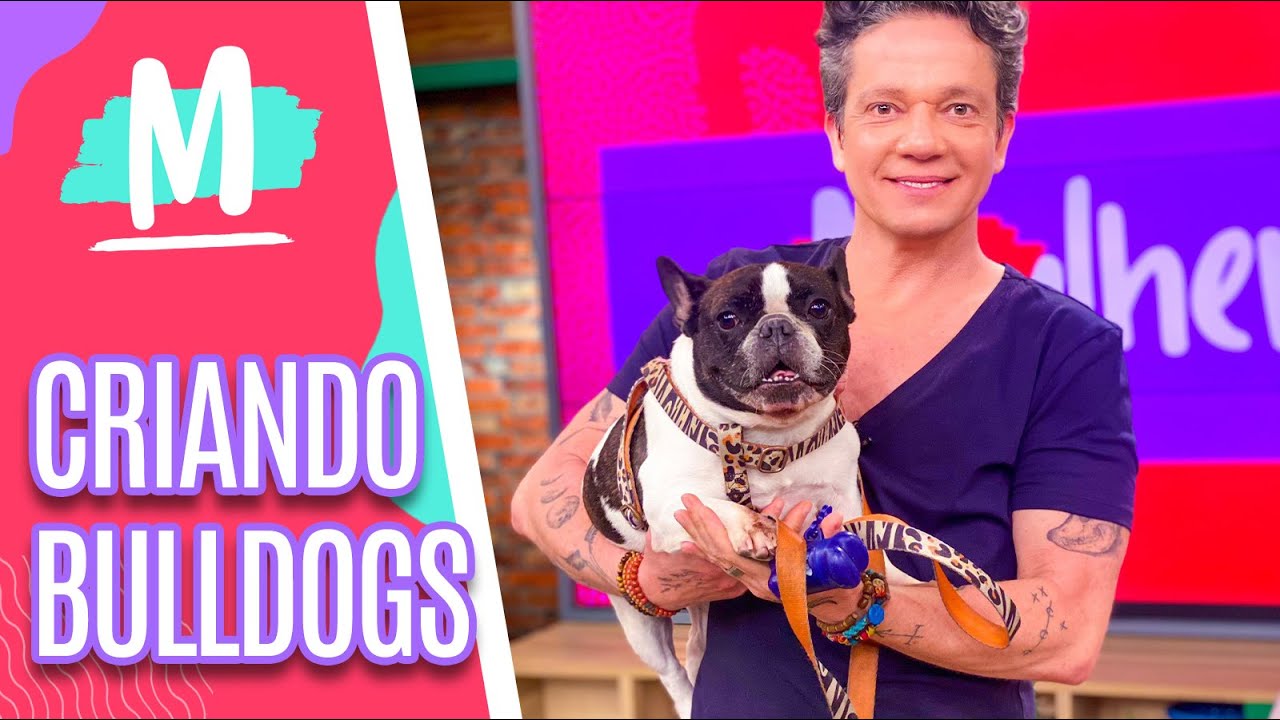 Saiba como cuidar de um BULLDOG FRANCÊS - Mulheres (11/11/22)