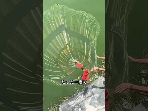 達人の投網が綺麗に広がる理由