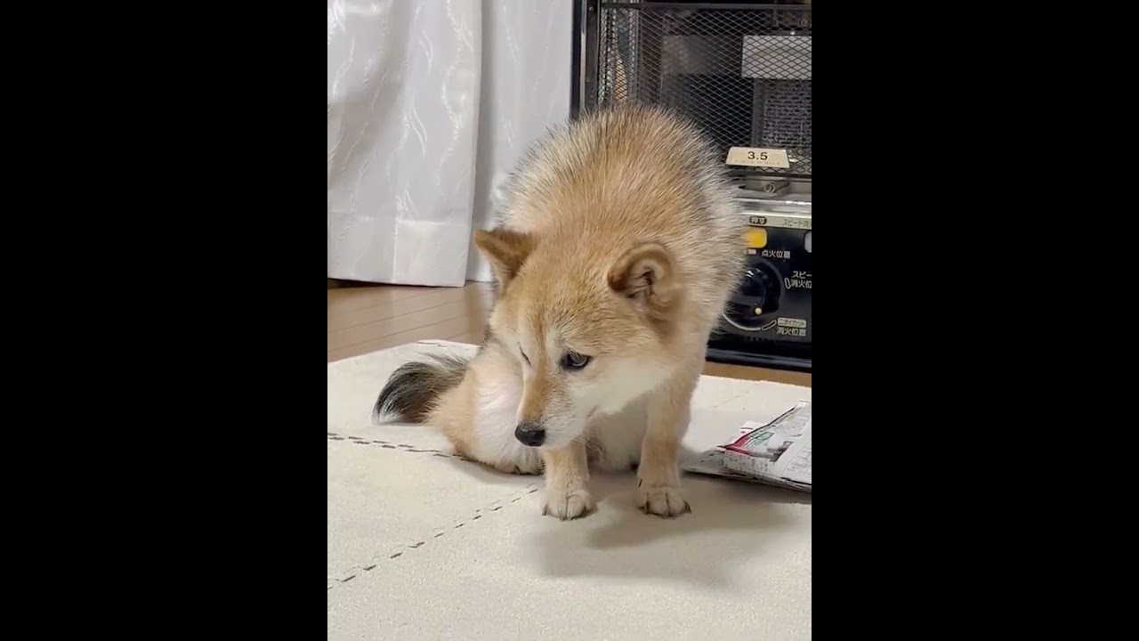 お薬をみたわんこがどんどんションボリーヌに