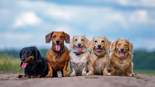 Top 10 Small Dog Breeds