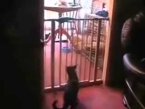 Katzen Sprung Failed. MUST SEE!!!