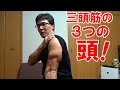 ダンベルカールで手首を捻る理由と、上腕三頭筋を満遍なく鍛える方法!