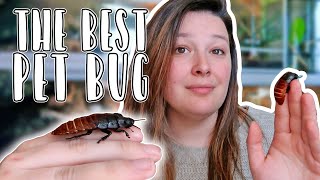 The Best Pet Invertebrate! ... 10 Reasons Why its the Madagascar Hissing Cockroach!