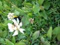 Random Bumblebee Video