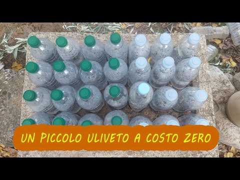 Olive cutting: new olive tree plants through cuttings