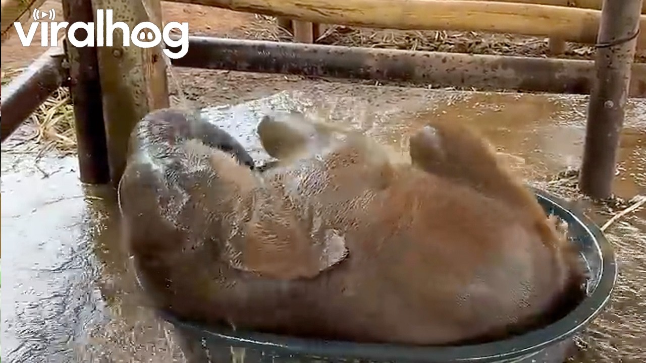 Baby Elephant Taking a Bath || ViralHog