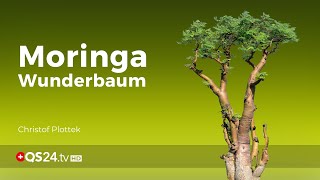 Moringa - der vitalstoffreiche Wunderbaum | NaturMedizin | QS24 Gesundheitsfernsehen